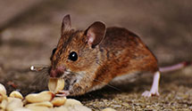 Find Exterminators in Davison County